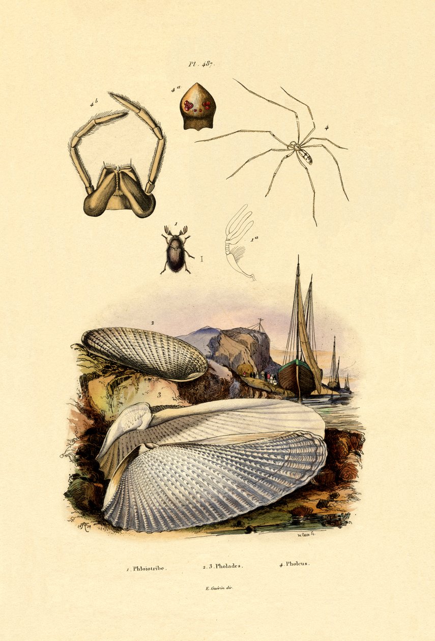 Fingerskjell, 1833-39 av French School