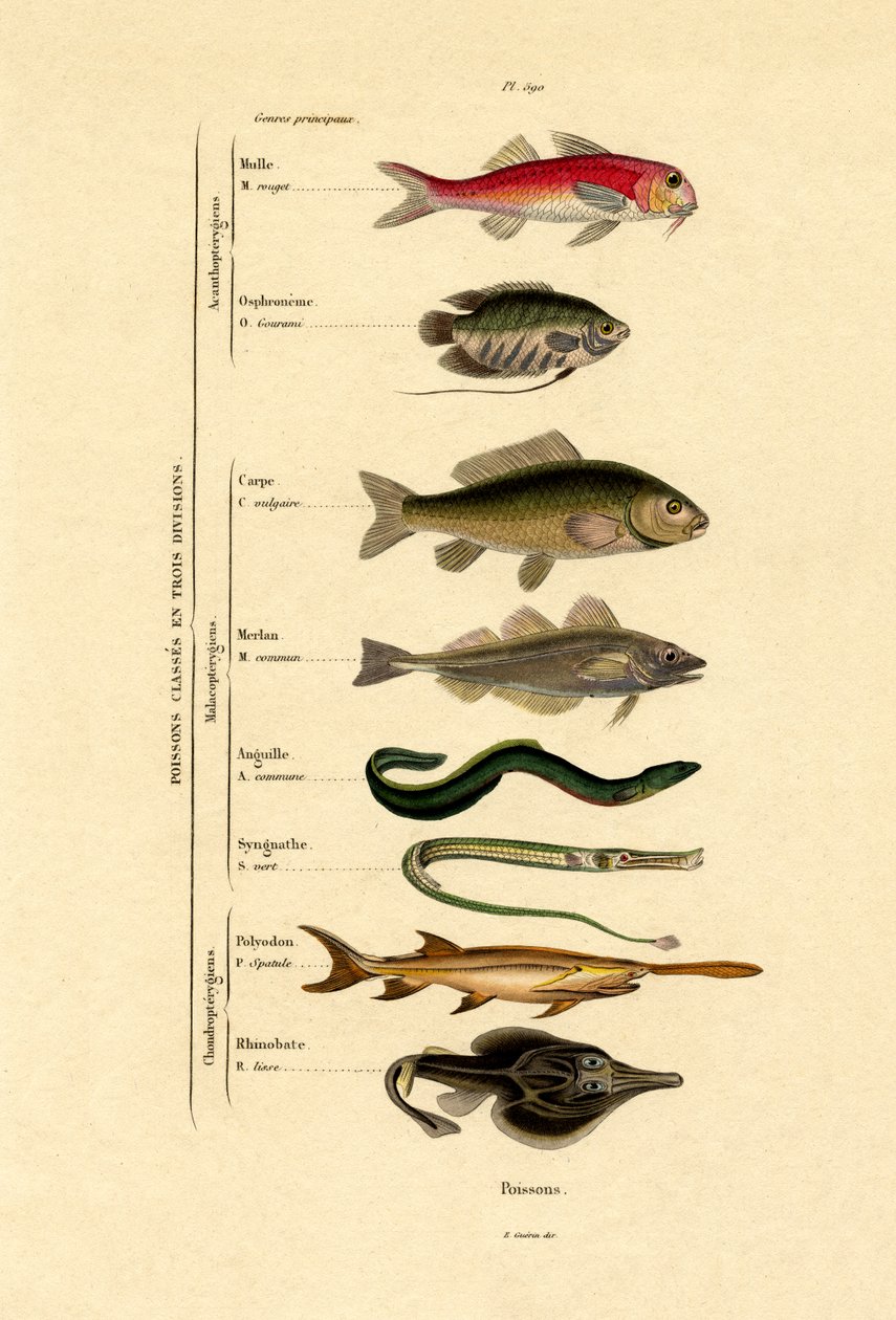Fisk, 1833-39 av French School