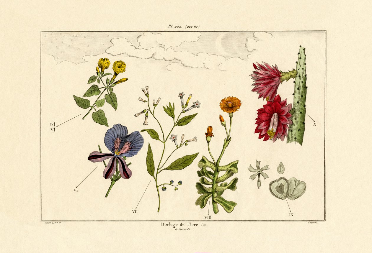 Blomsterur, 1833-39 av French School