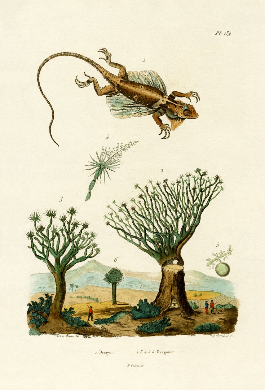 Flyvende drage, 1833-39 av French School