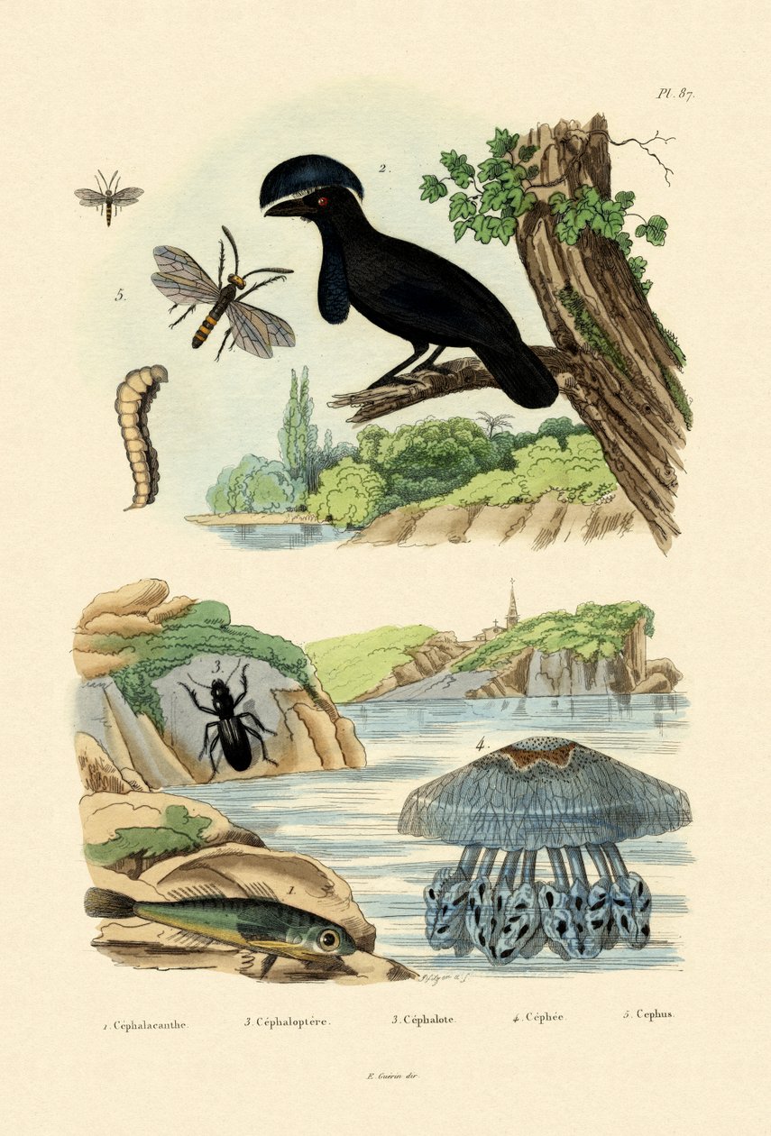 Flying Gurnard, 1833-39 av French School