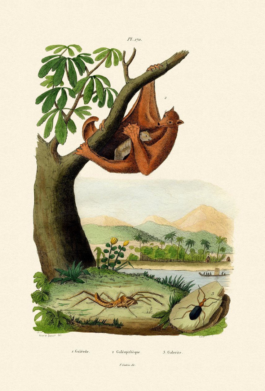 Flyvende lemur, 1833-39 av French School