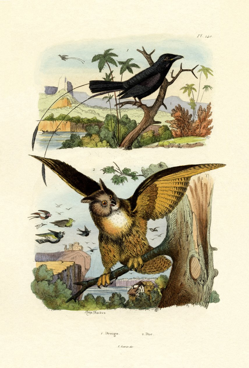 Fork-tailed Drongo, 1833-39 av French School