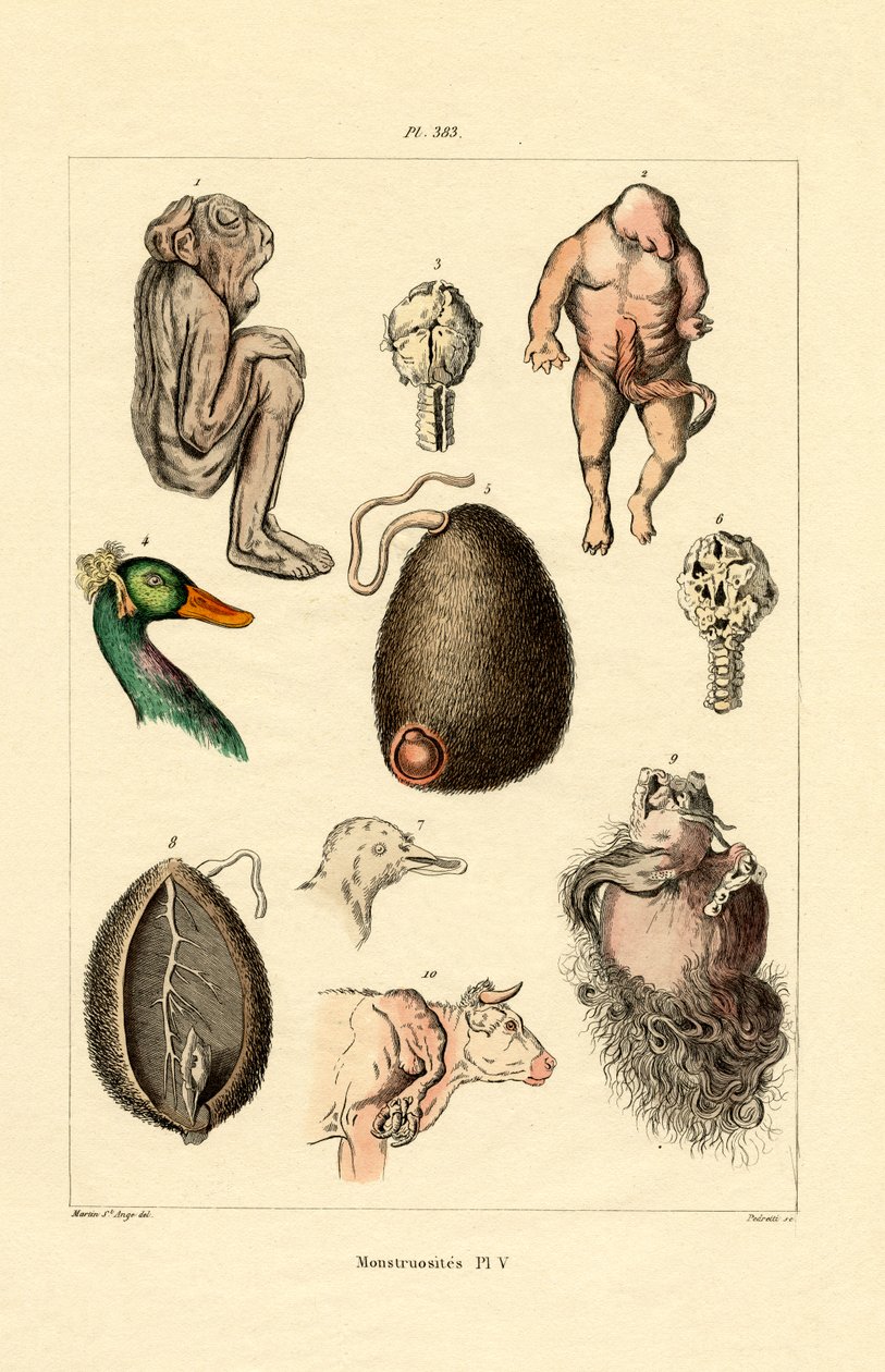 Freak, 1833-39 av French School