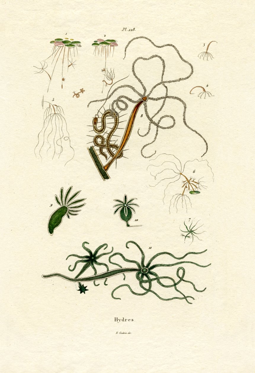 Ferskvannspolypper, 1833-39 av French School