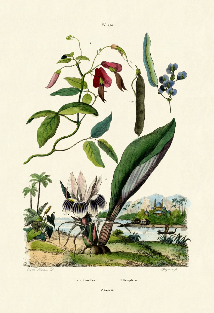 Galangal, 1833-39 av French School