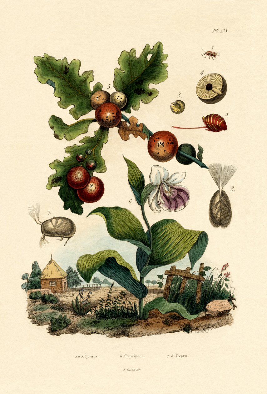 Galleveps, 1833-39 av French School