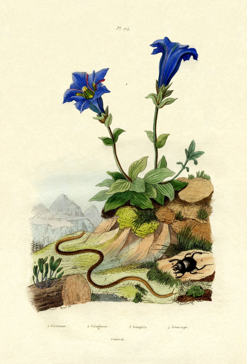 Gentian, 1833-39 av French School