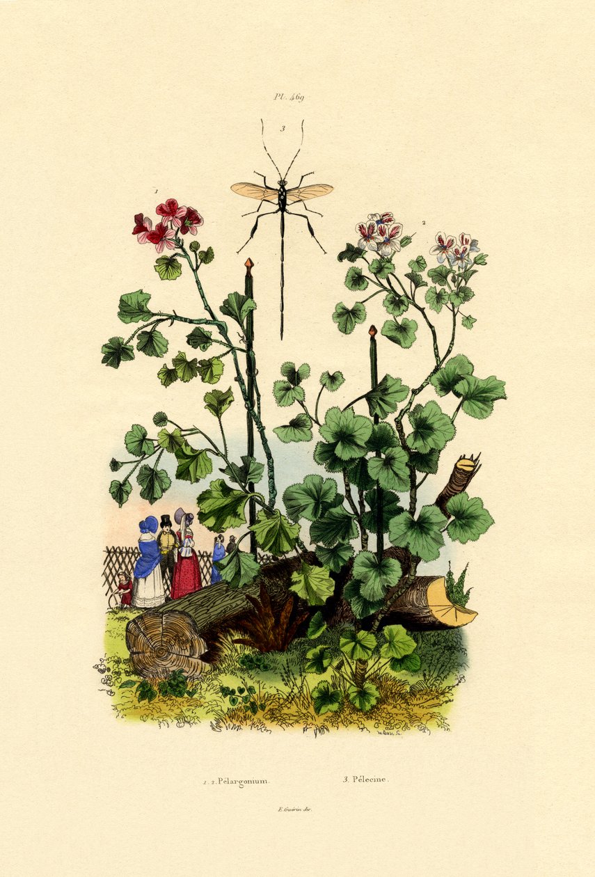Geranium, 1833-39 av French School
