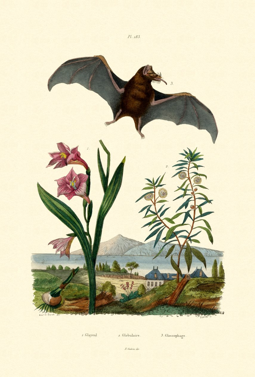 Gladiolus, 1833-39 av French School