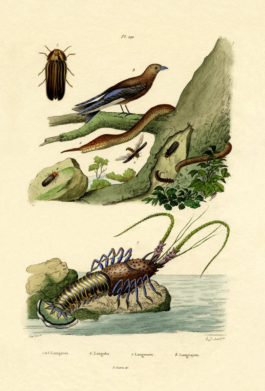 Glimworm, 1833-39 av French School