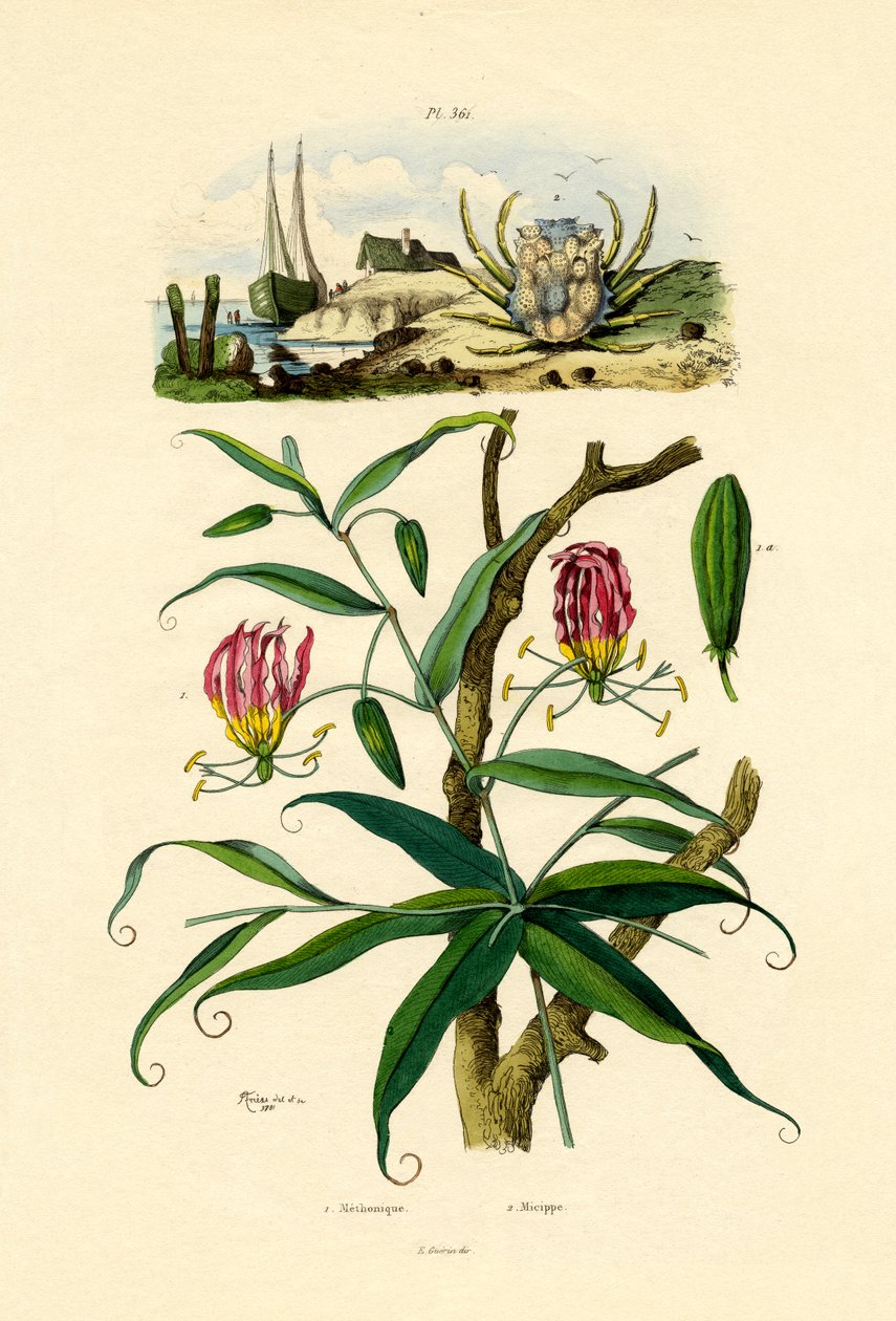 Gloriosa Lily, 1833-39 av French School