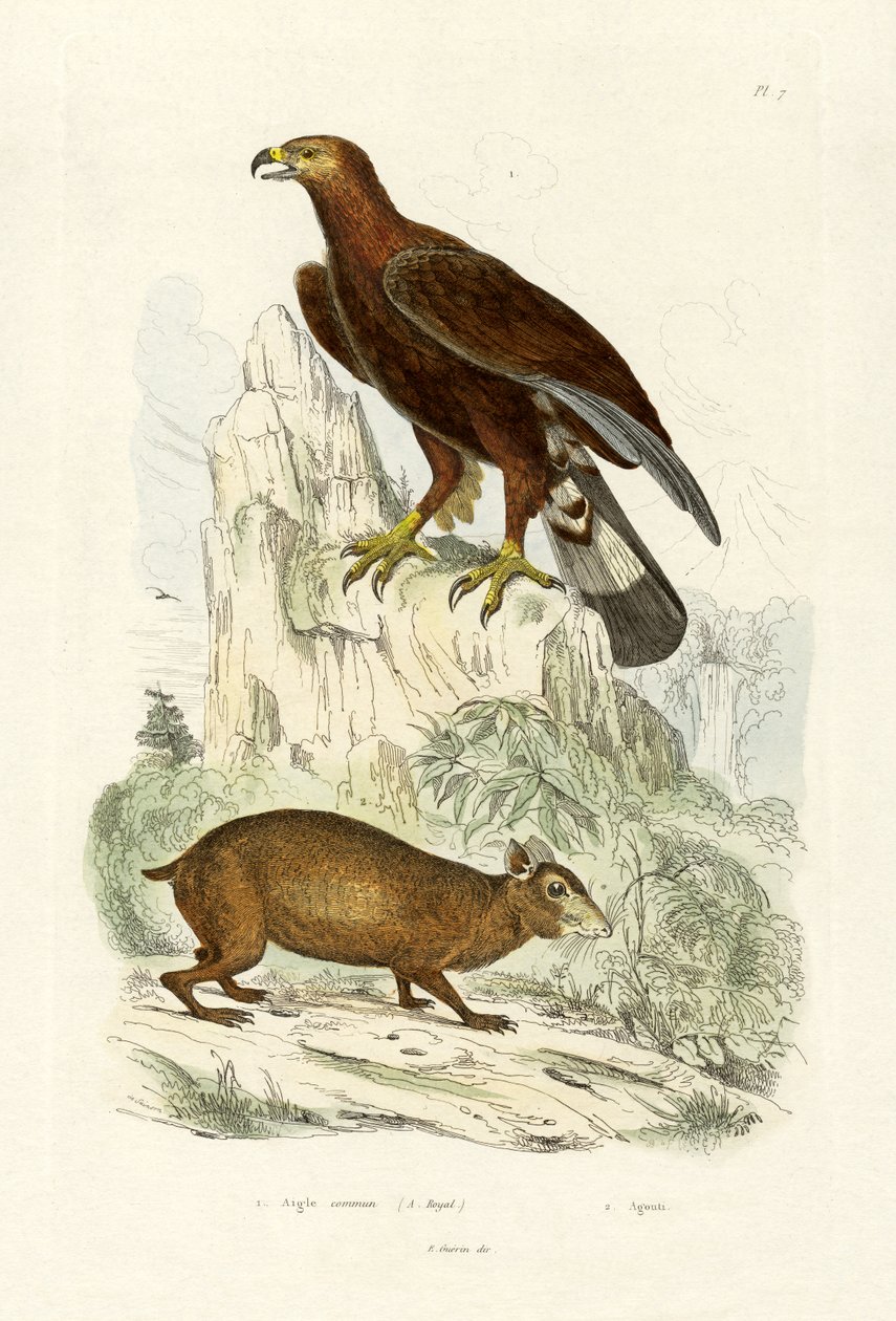 Golden Eagle, 1833-39 av French School