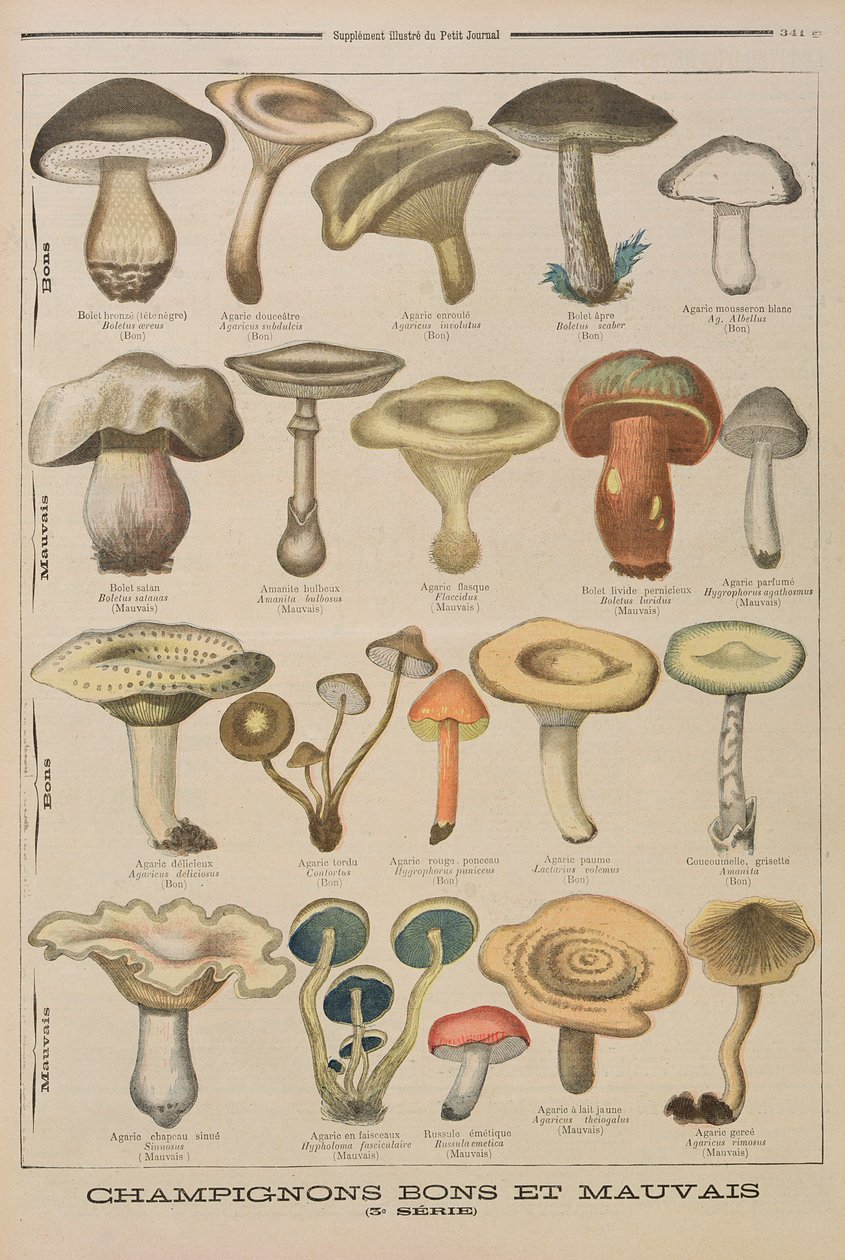 Gode og dårlige sopp, illustrasjon fra det illustrerte tillegget til Le Petit Journal, 26. oktober 1896 av French School