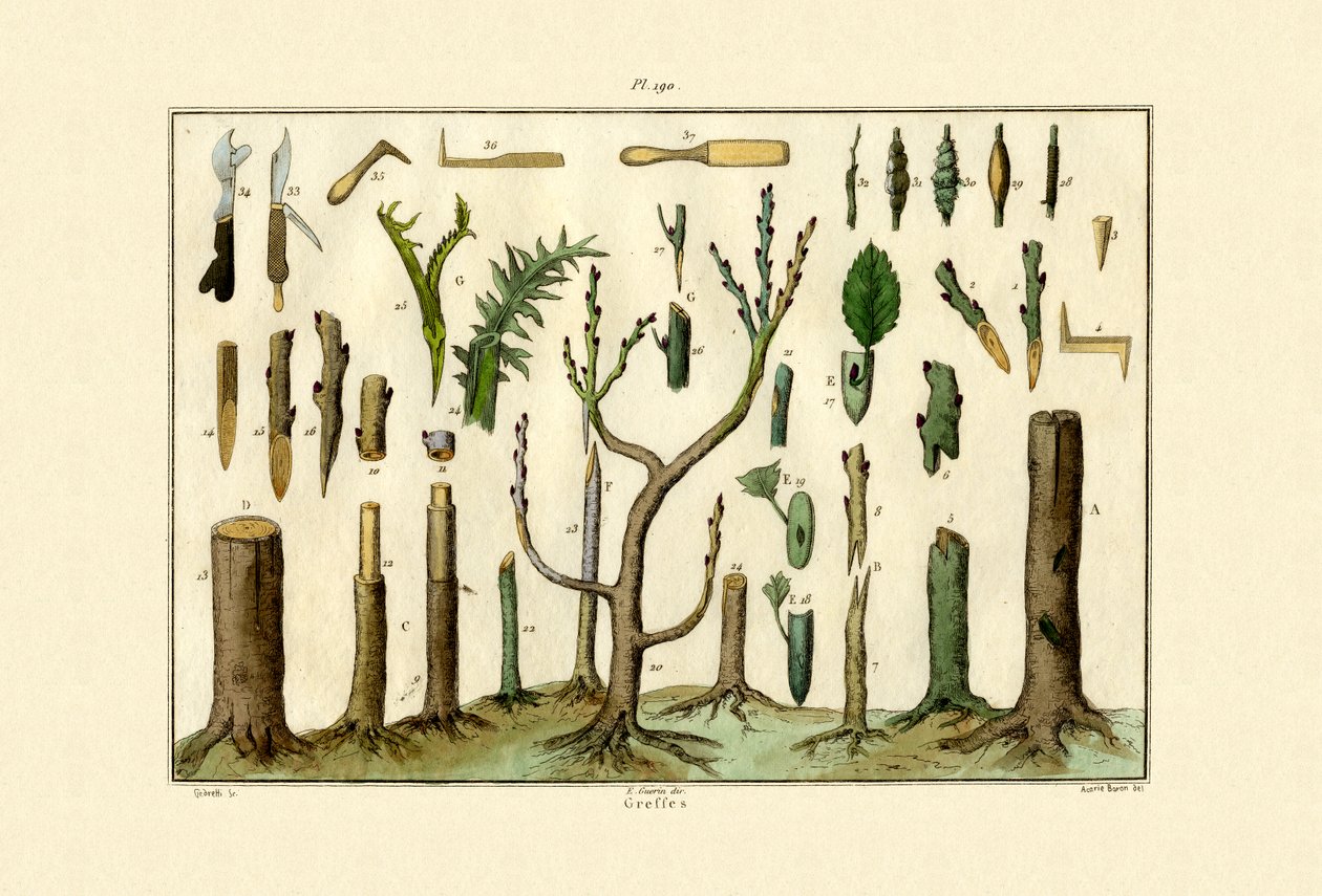 Poding, 1833-39 av French School