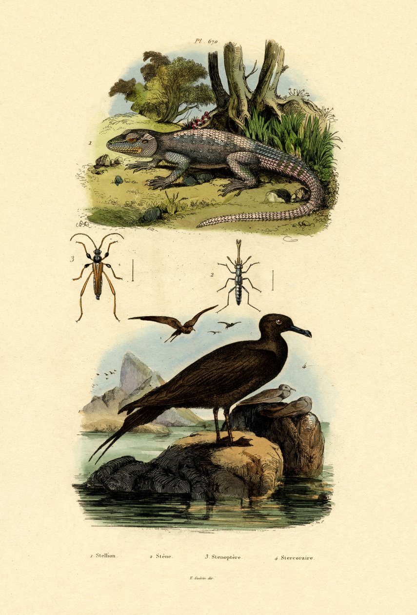 Store Skua, 1833-39 av French School
