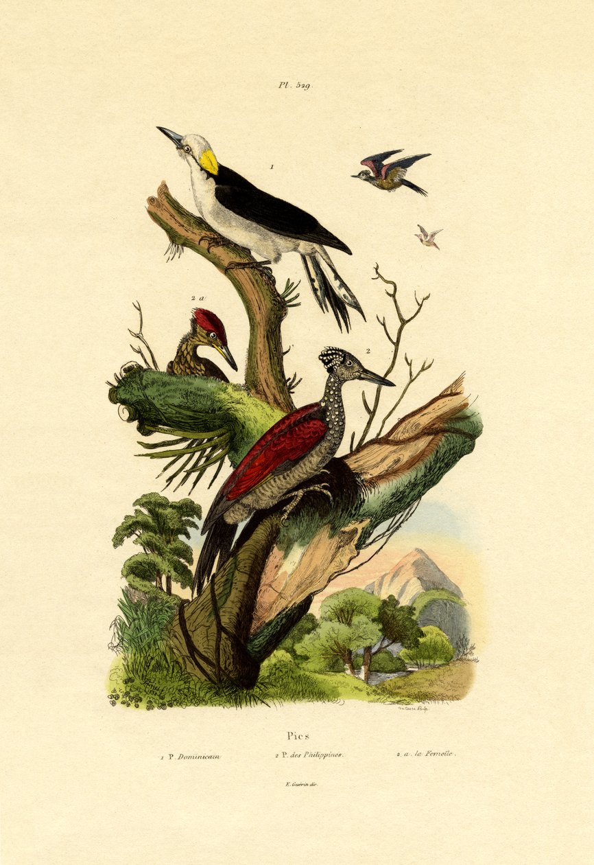 Greater Flameback, 1833-39 av French School
