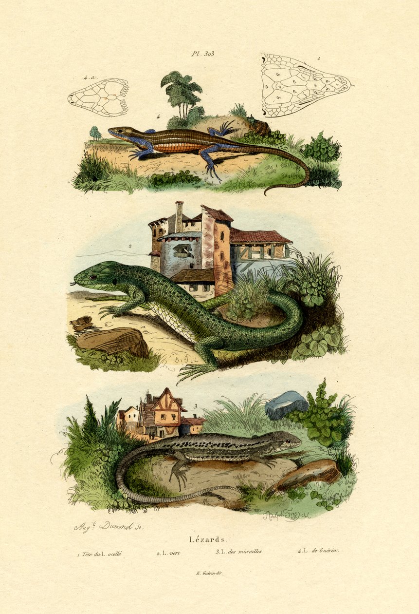 Grønn øgle, 1833-39 av French School