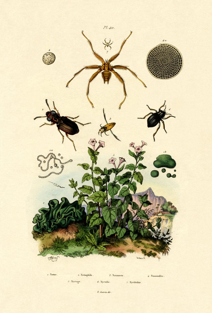 Jordbille, 1833-39 av French School