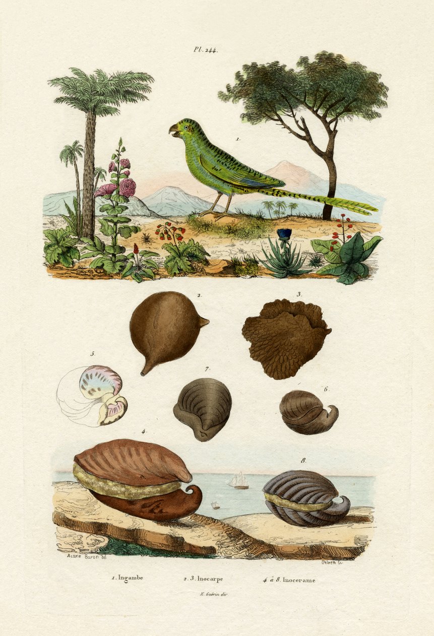 Jordpapegøye, 1833-39 av French School