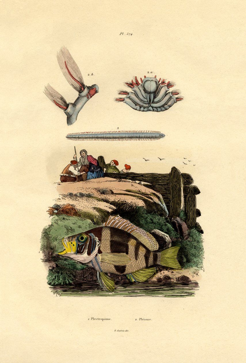 Grouper, 1833-39 av French School