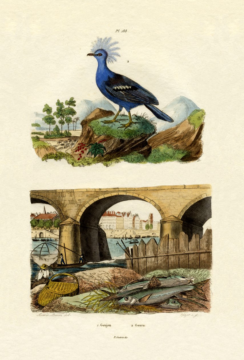 Gudgeon, 1833-39 av French School