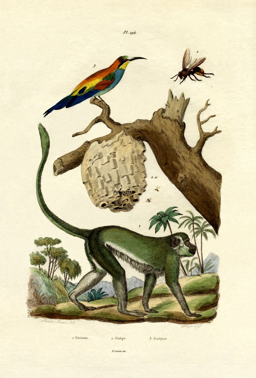 Guenon, 1833-39 av French School