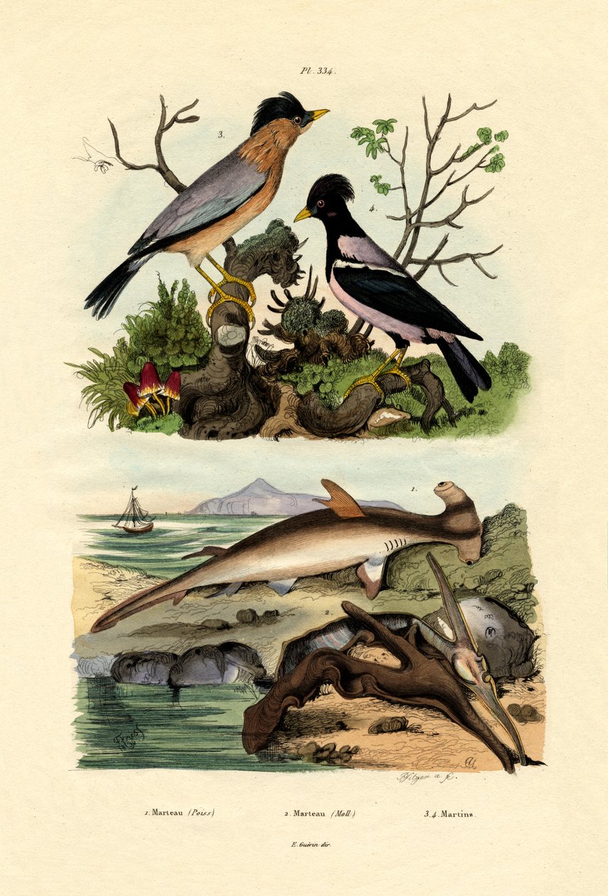 Hammerhai, 1833-39 av French School