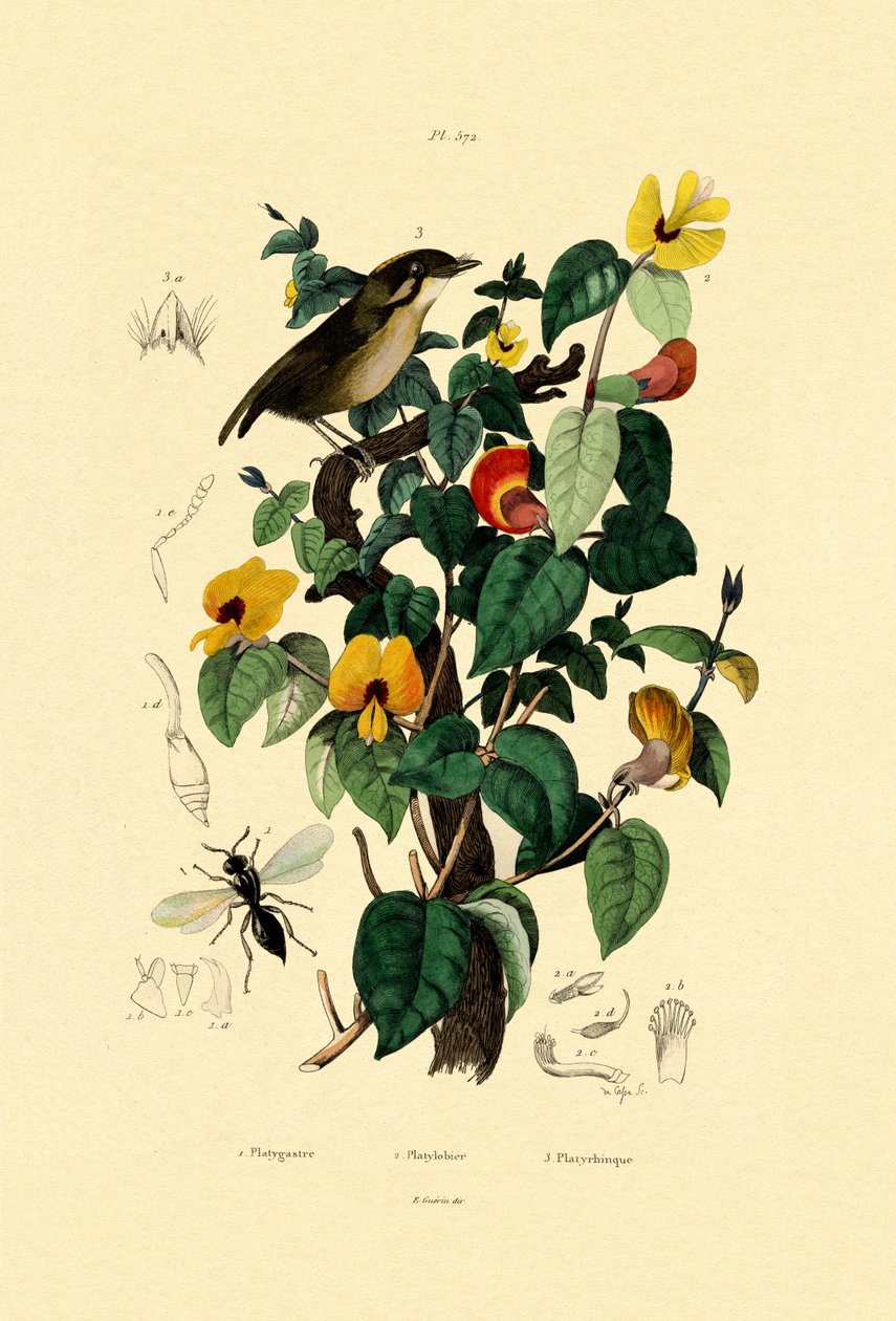 Kjekk flat ert, 1833-39 av French School