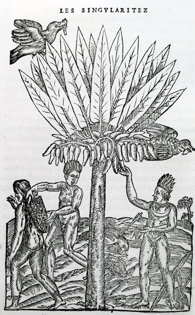 Harvest, illustrasjon fra Singularities of France Antarctique, av Andre de Thevet, 1558 av French School
