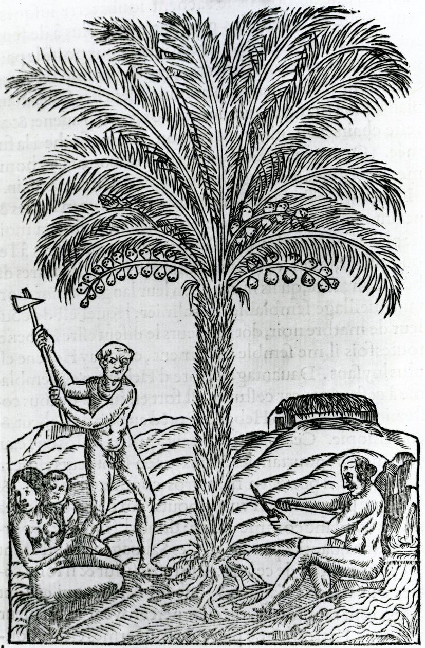 Harvest, illustrasjon fra Singularities of France Antarctique, av Andre de Thevet, 1558 av French School