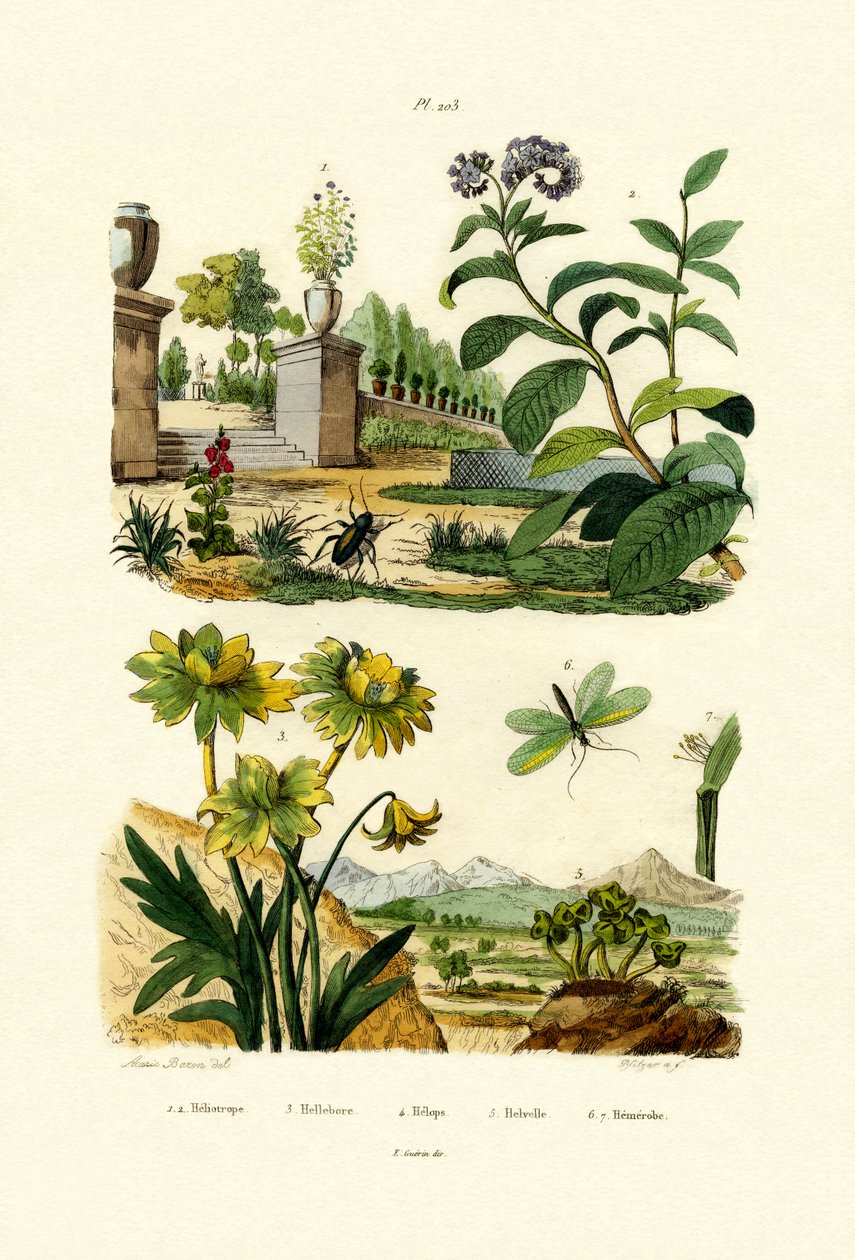 Heliotrop, 1833-39 av French School