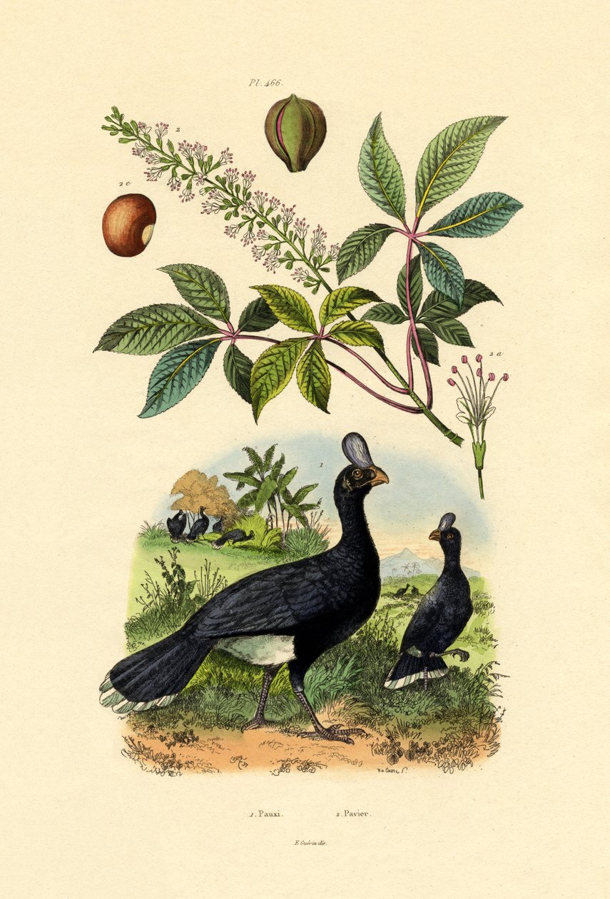 Hjelmed Curassow, 1833-39 av French School