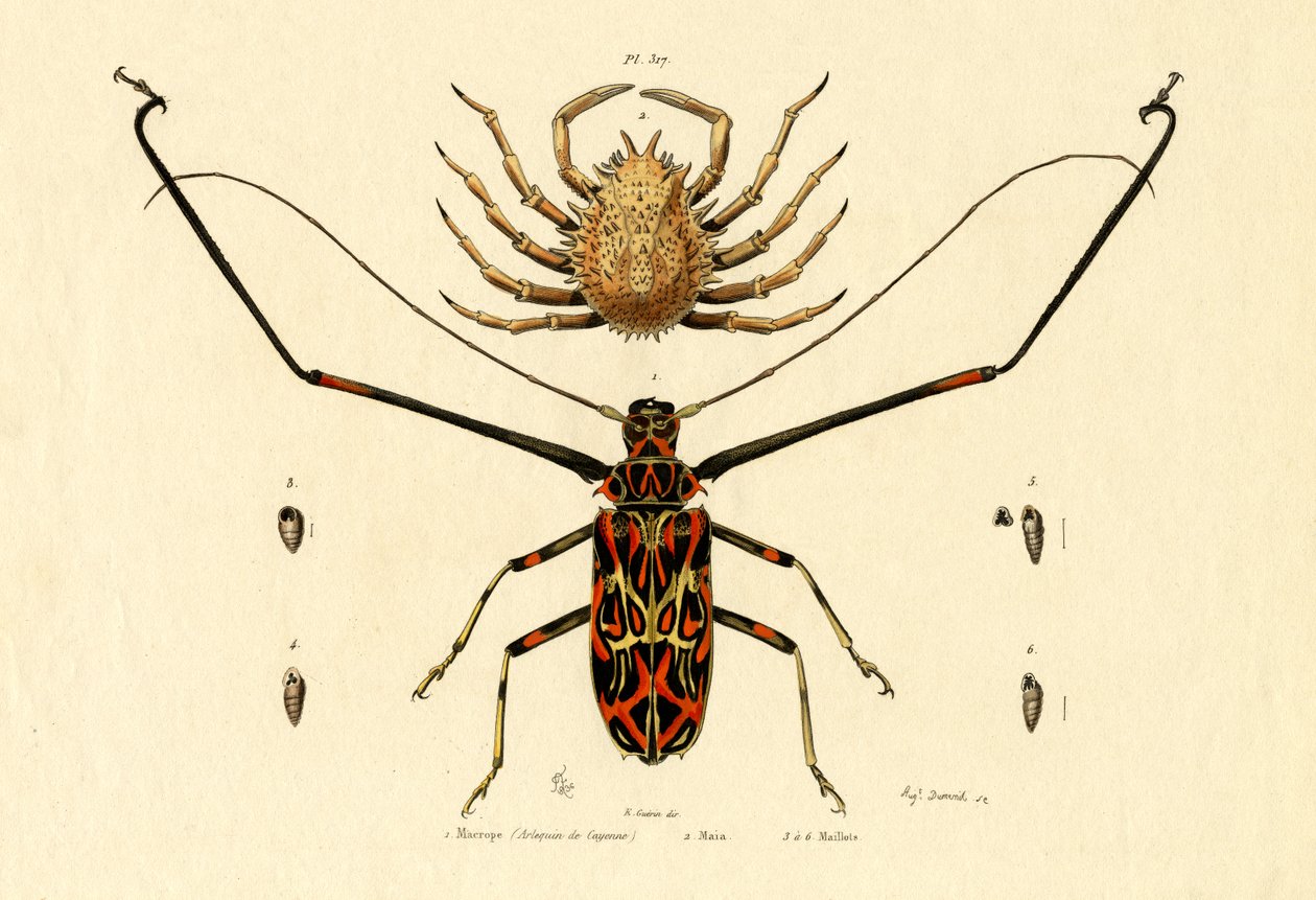 Harlekin Beetle, 1833-39 av French School