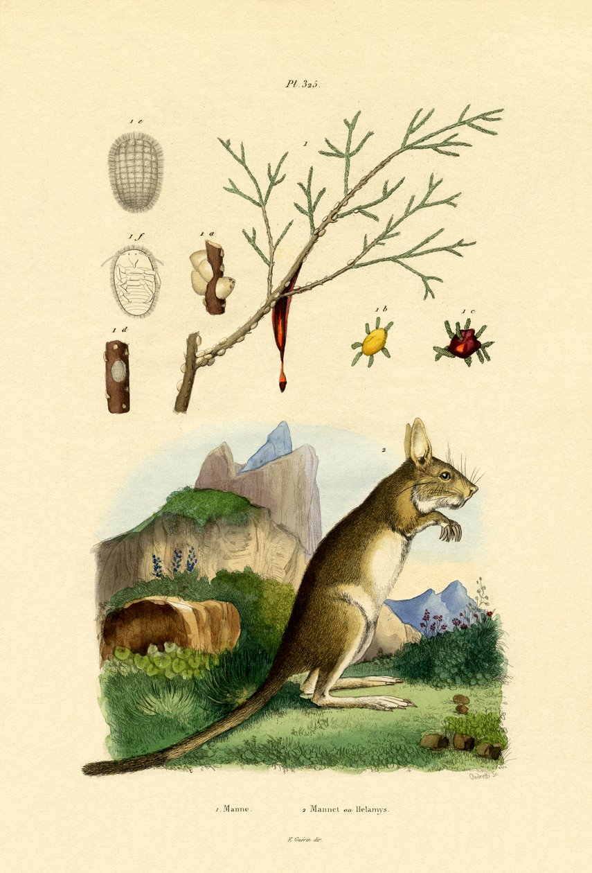 Honeydew, 1833-39 av French School