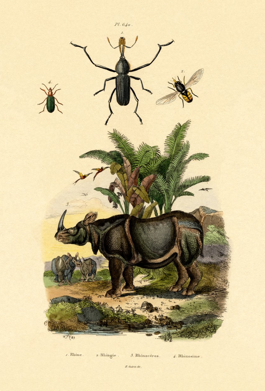 Hoverfly, 1833-39 av French School