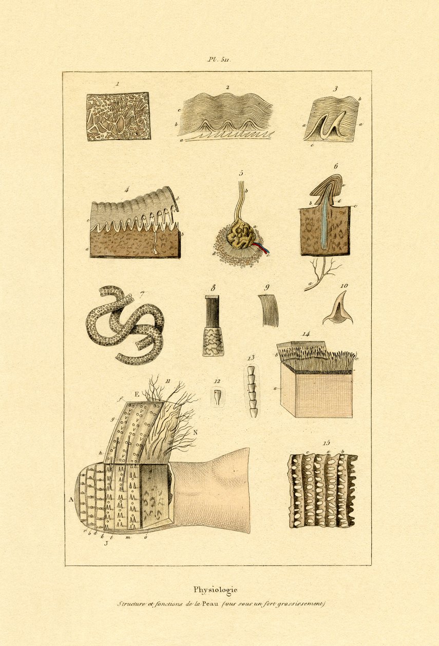 Menneskehud, 1833-39 av French School