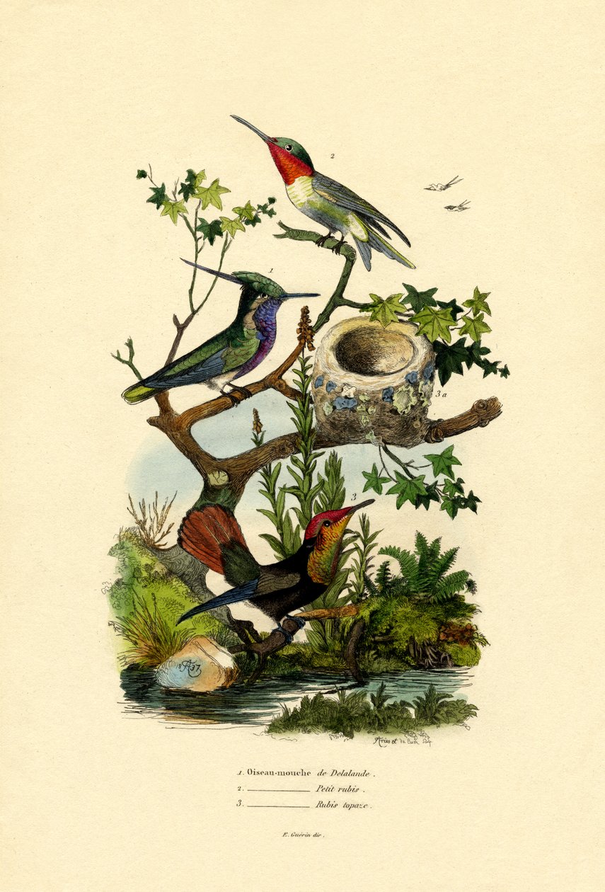 Kolibrier, 1833-39 av French School