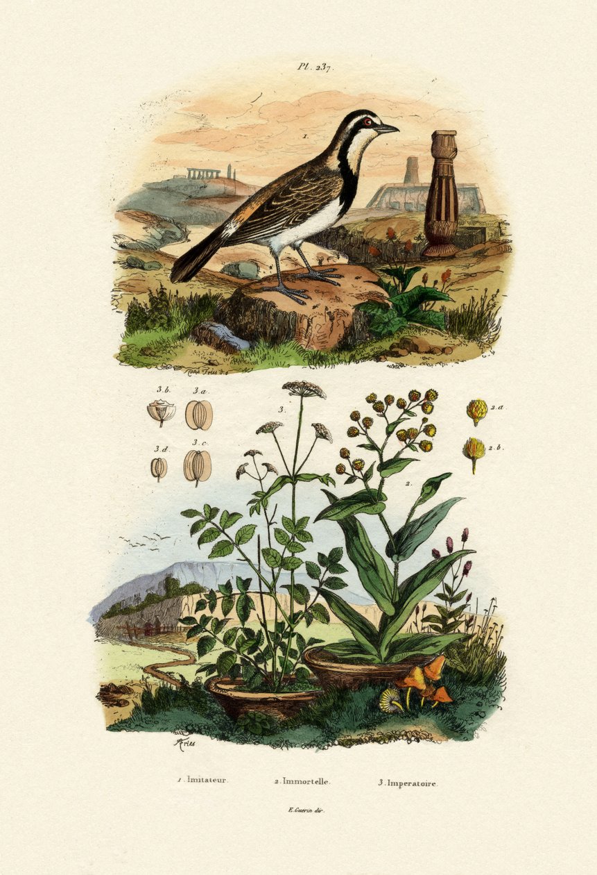 Imitator Sparrowhawk, 1833-39 av French School