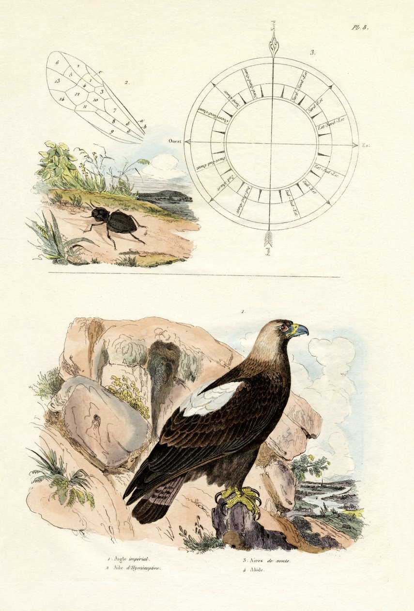 Imperial Eagle, 1833-39 av French School