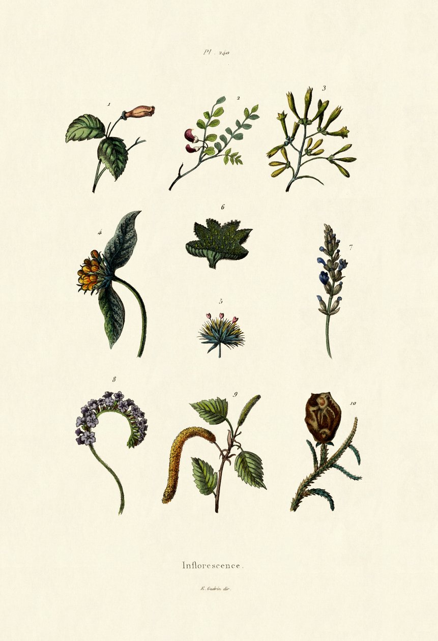 Blomsterstand, 1833-39 av French School