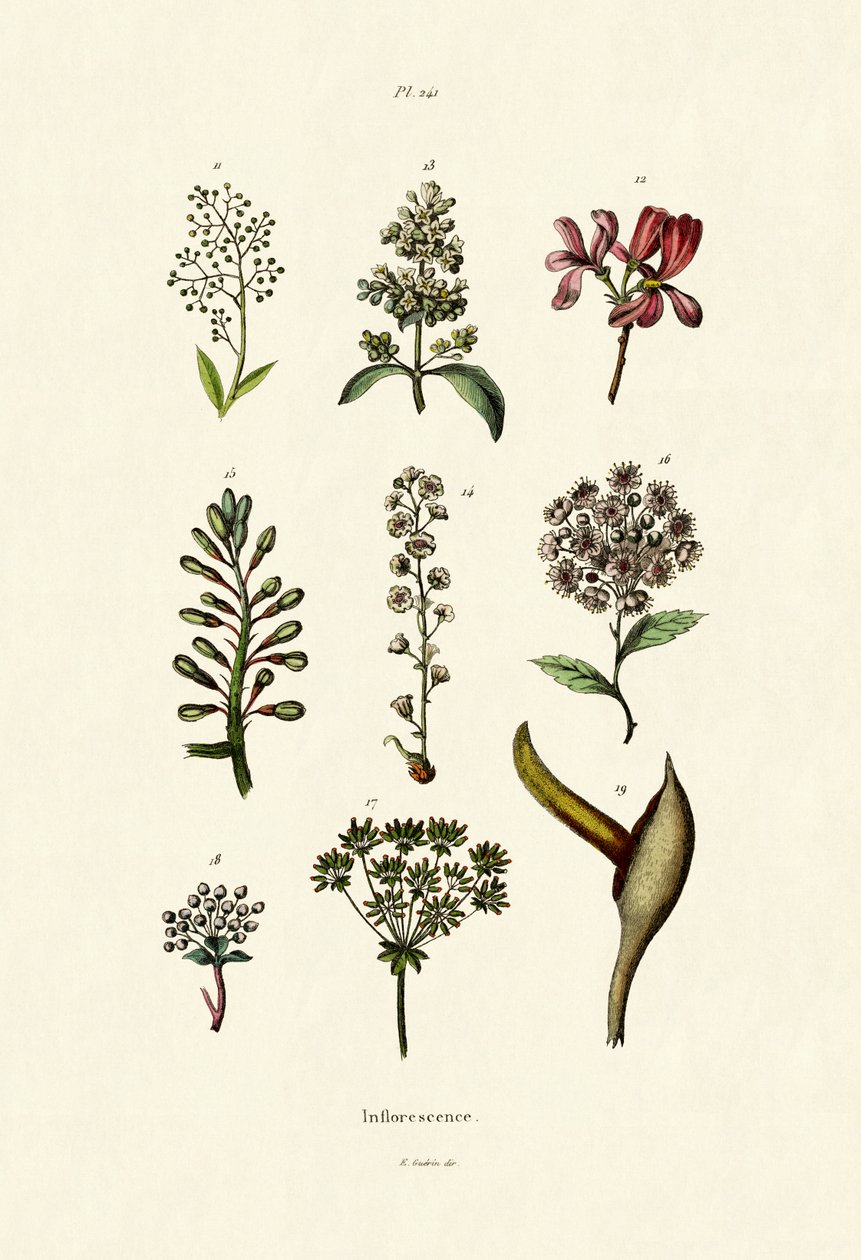 Blomsterstand, 1833-39 av French School