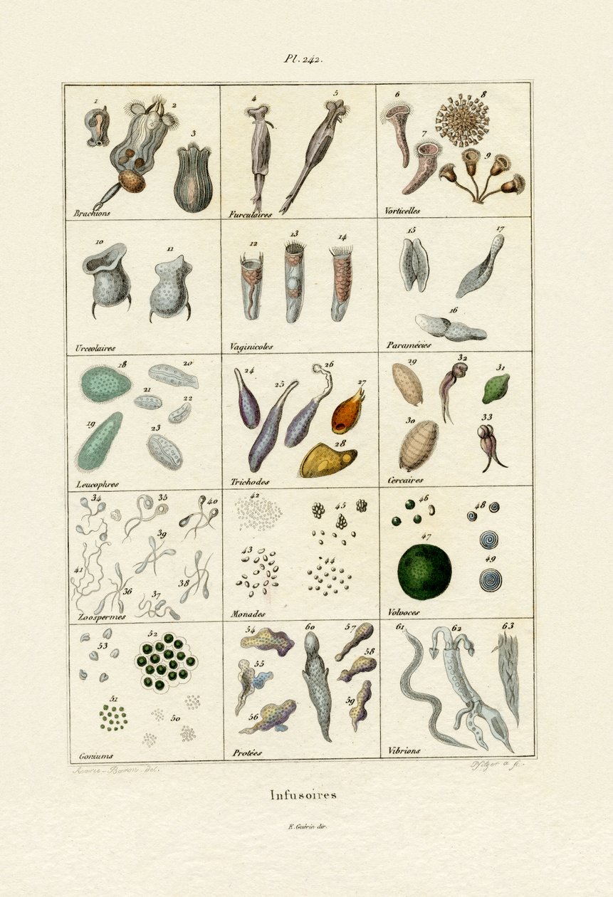 Infusoria, 1833-39 av French School