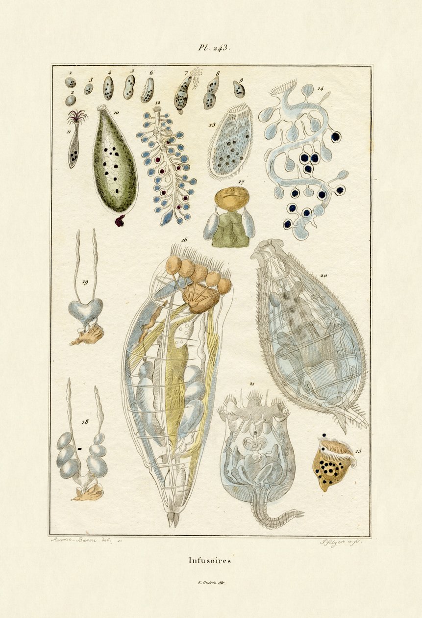 Infusoria, 1833-39 av French School