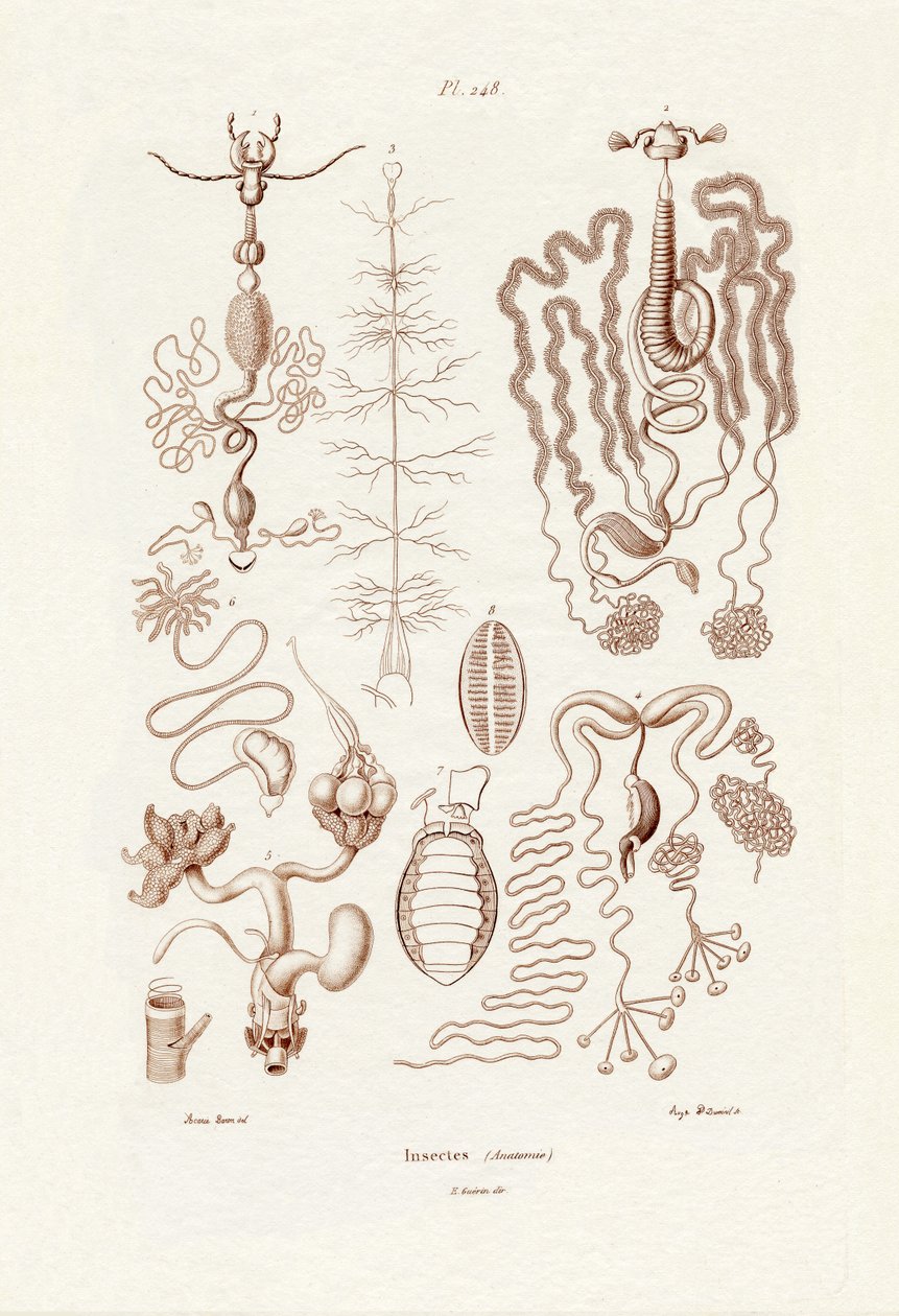 Insekter, 1833-39 av French School