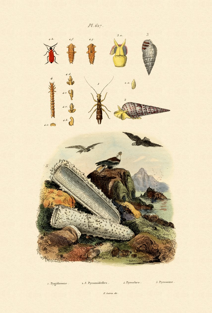 Insekter, 1833-39 av French School