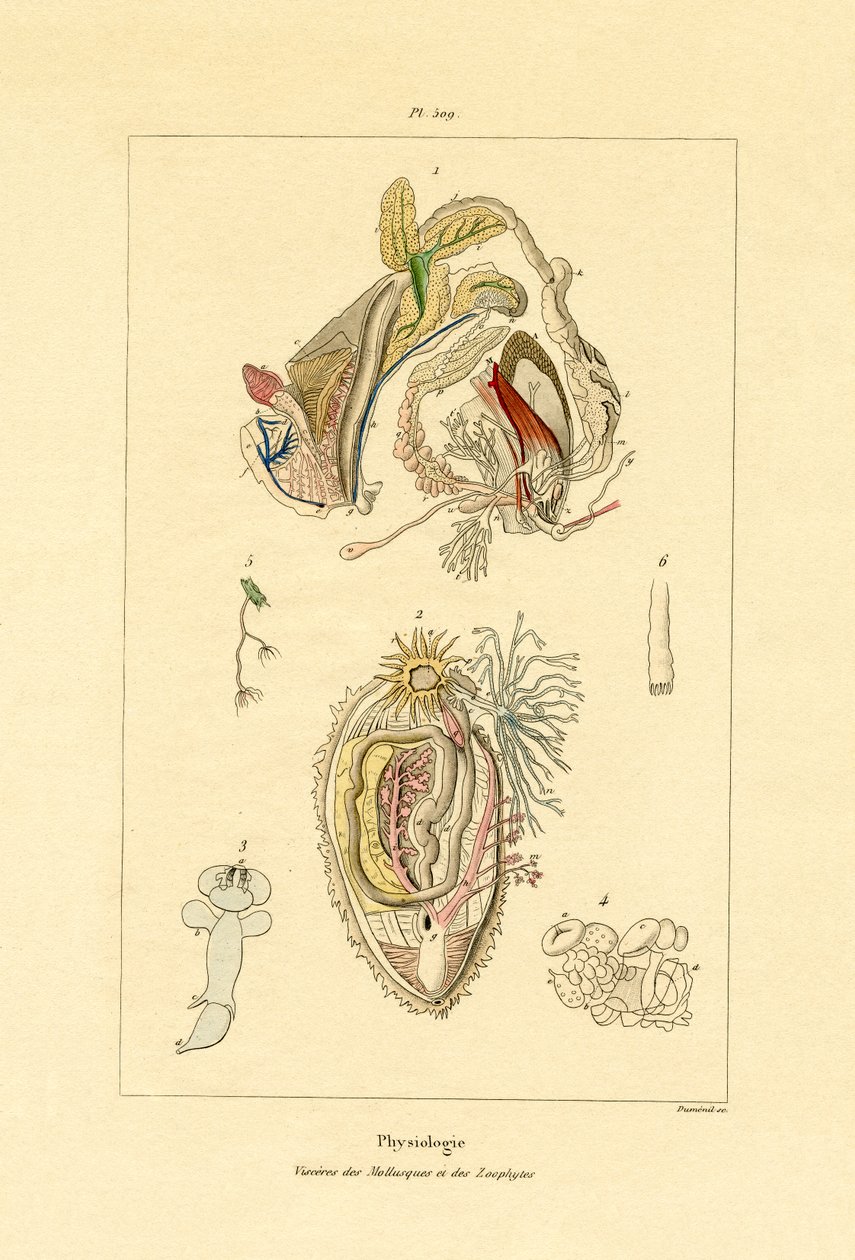 Tarmer, 1833-39 av French School