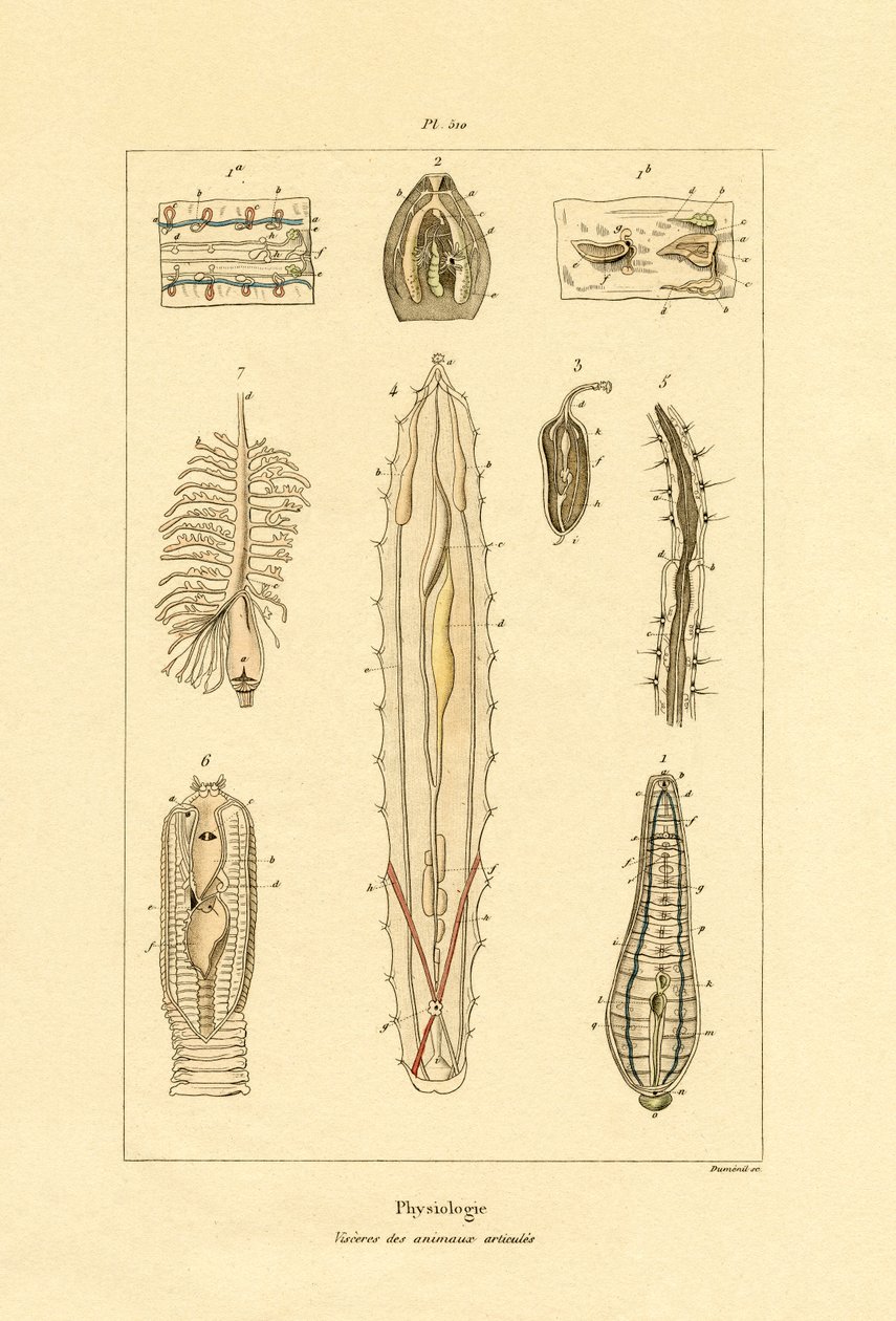Tarmer, 1833-39 av French School