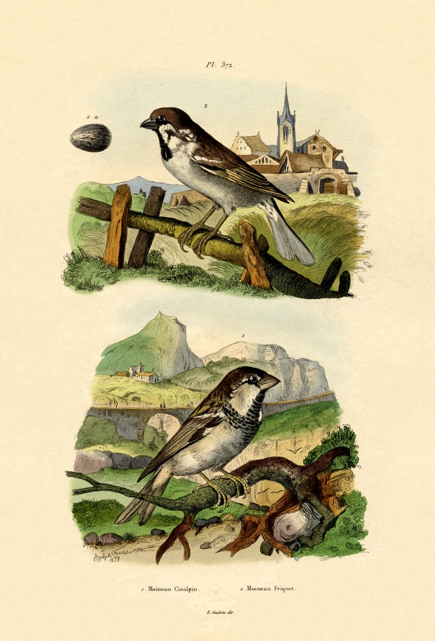 Italiensk spurv, 1833-39 av French School