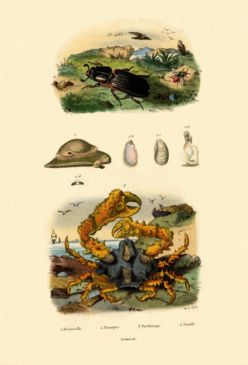 Juvelveps, 1833-39 av French School